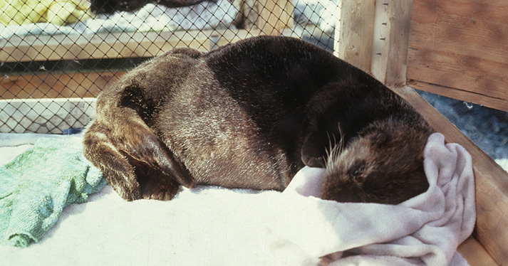 Otter asleep after treatment