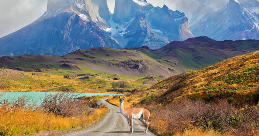 Llama in Patagonia