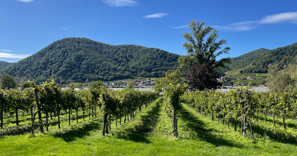 A photo of one of the vineyards in Austria