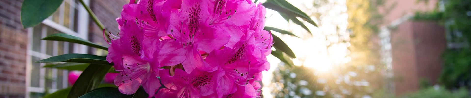 pink flower