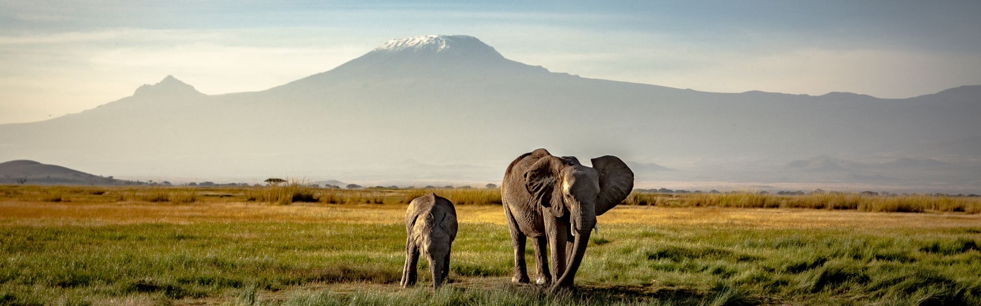 Two elephants walk in the grasslands with a mountain in the background.