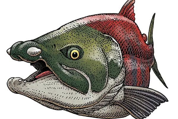 ‘Saber’ no more: Giant prehistoric salmon had spike teeth