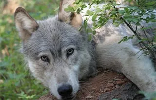 Gray Wolf