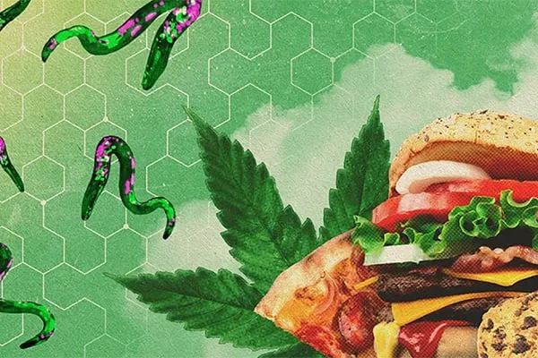 Even worms get the munchies