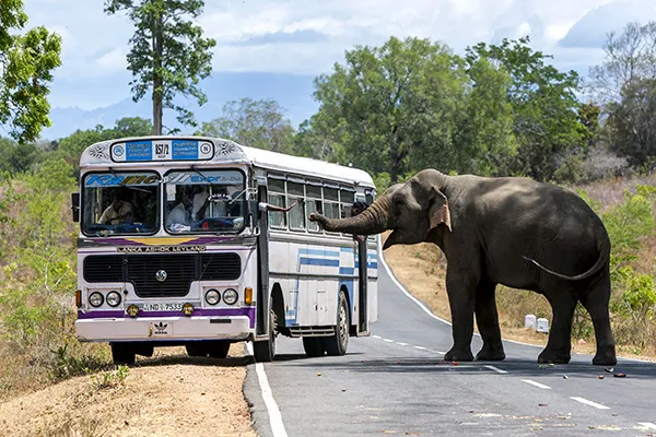 An Asian elephant interacts with a bus full of people