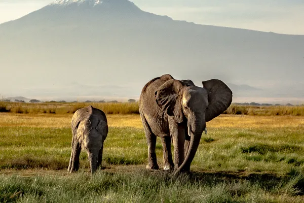Two elephants walk in the grasslands with a mountain in the background.