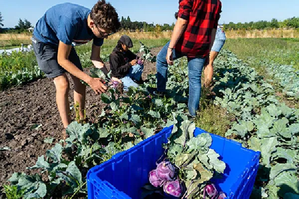 A group of students examining vegetable crops in a field. 