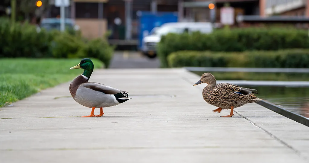 Two mallard ducks cross a sidewalk toward the left of the photo.